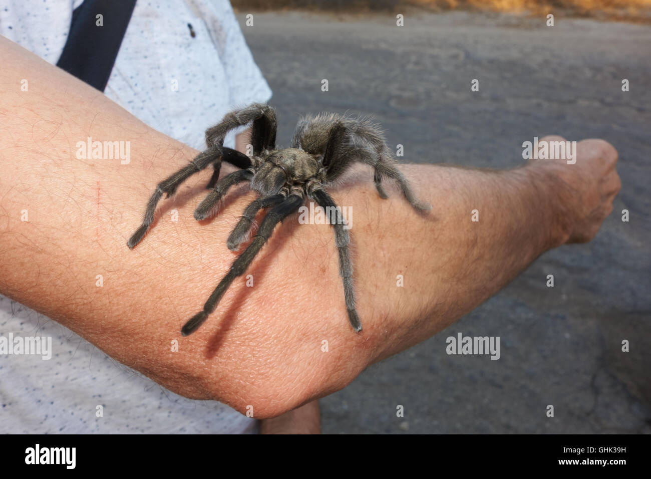 Wilde Vogelspinne auf Arm. Kalifornien. USA Stockfoto