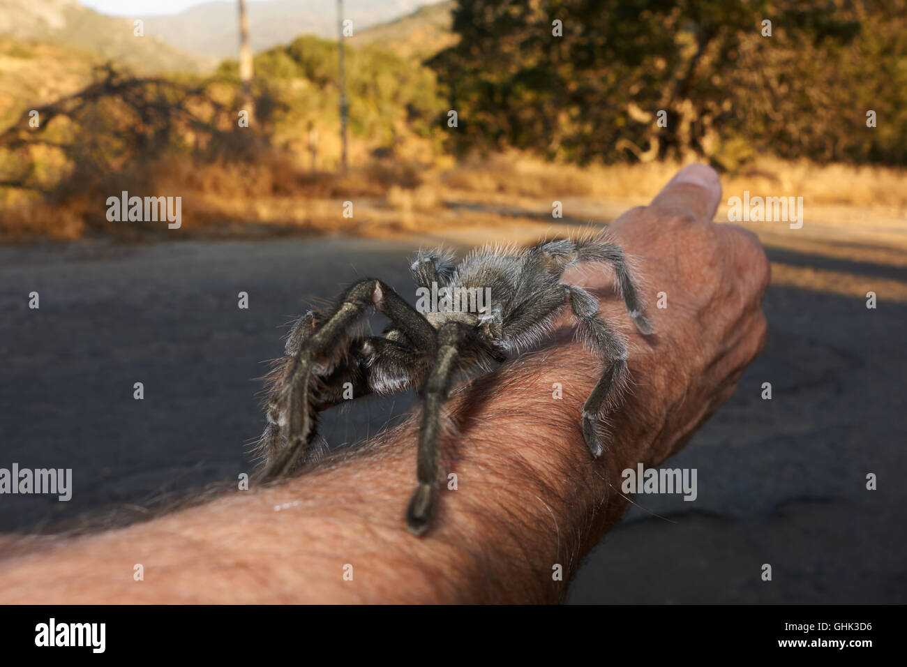 Wilde Vogelspinne auf Arm. Kalifornien. USA Stockfoto