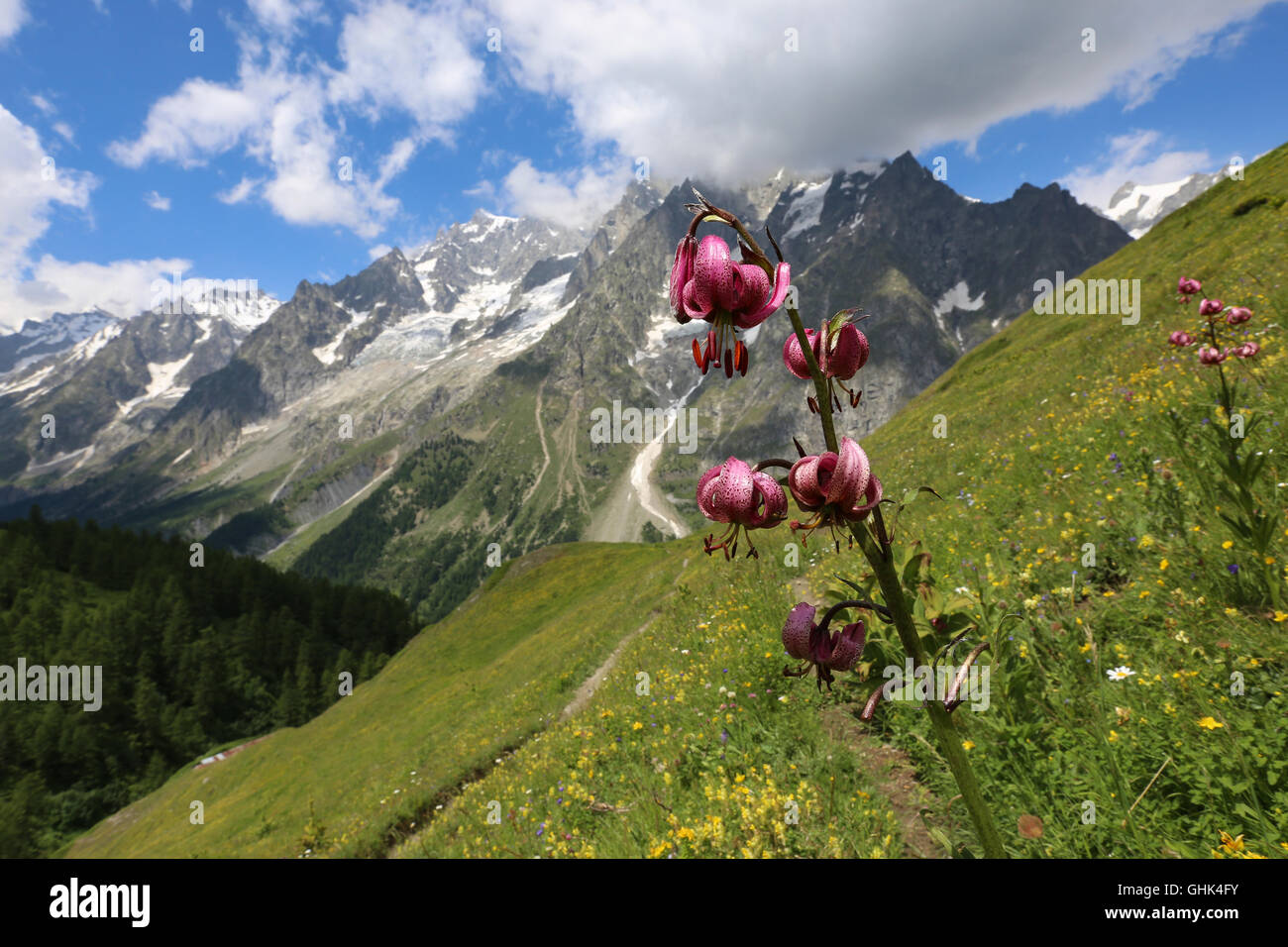 Lilium martagon Blume in Val Ferret, der Mont-Blanc-Gruppe. Das Aostatal. Italienische Alpen. Europa. Stockfoto