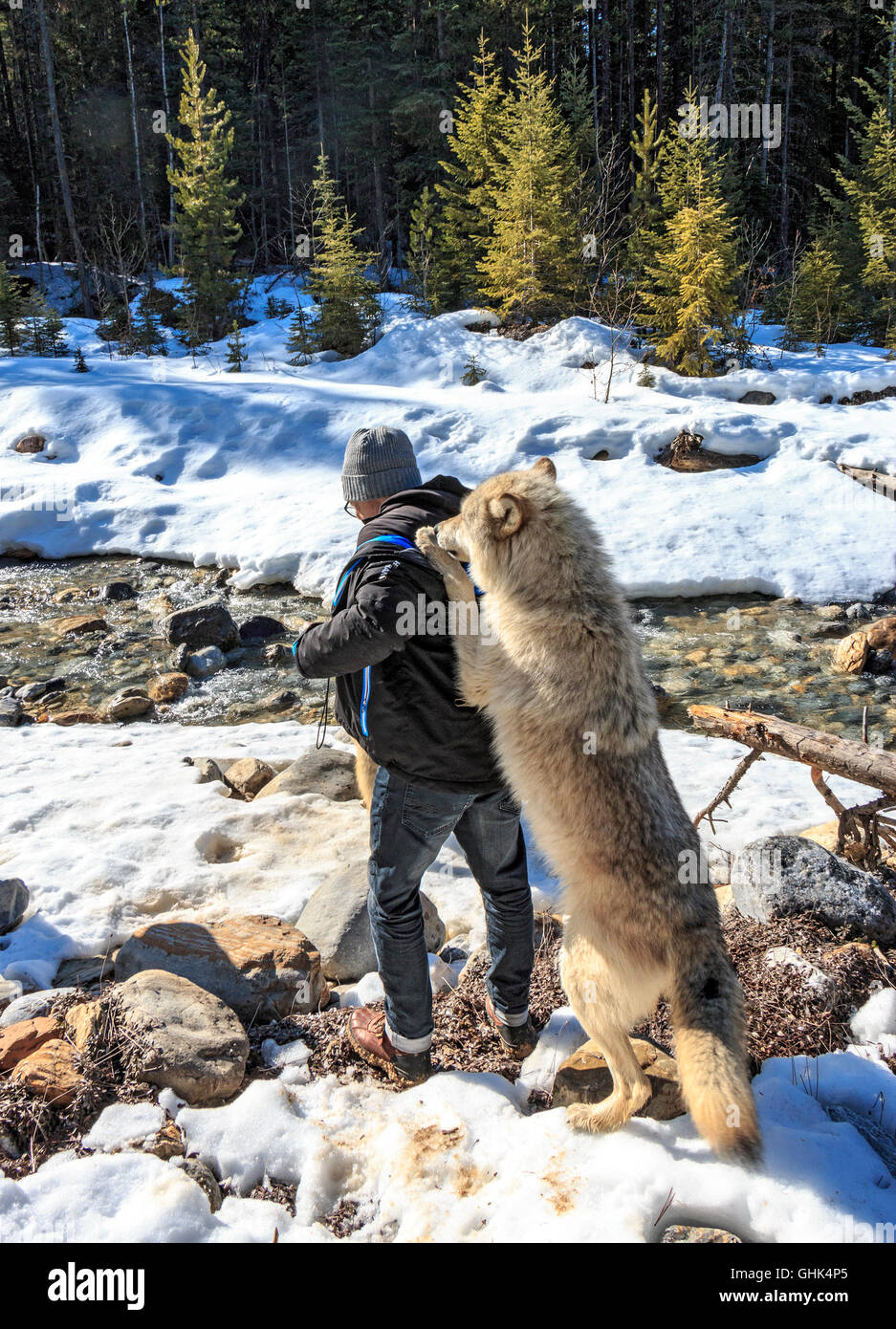 Geführte Wanderung mit dem Wolf im Wald umfasst eine "Begegnung" wo der Wolf auf des Besuchers zurück steht Stockfoto