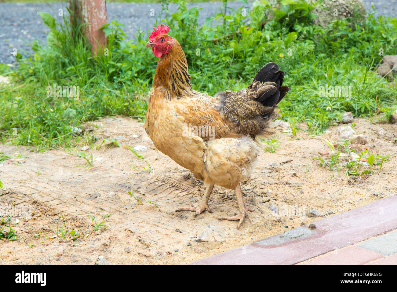 Braune Hühner steht auf dem Boden Stockfoto