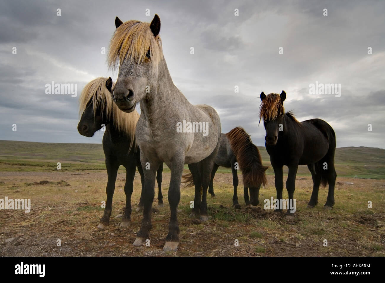 Vier Pferde unter einem dramatischen Himmel in der Nähe von Budardalur. Stockfoto