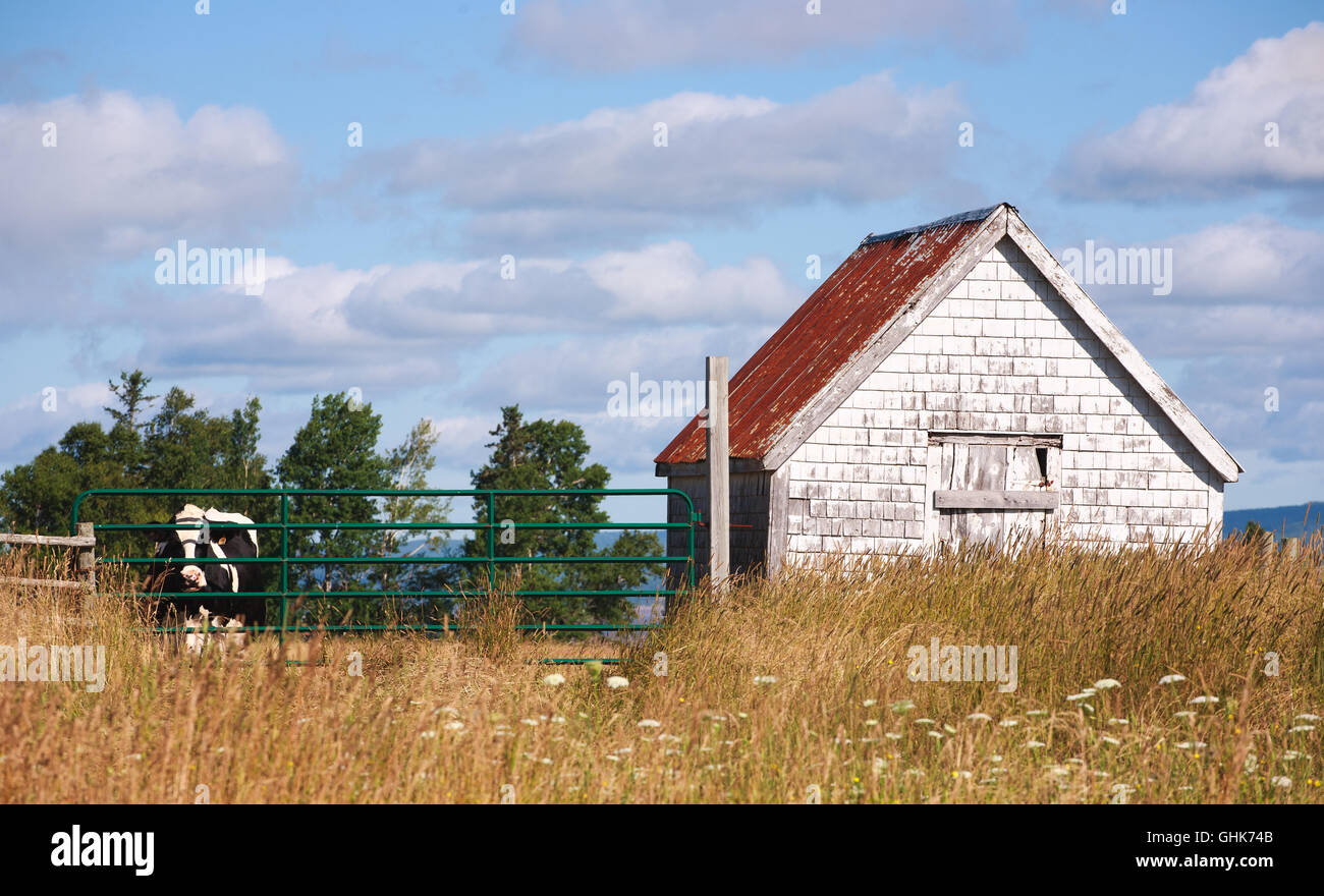 Ländliches Motiv mit alten Holzschuppen und Holstein Molkerei Kuh. Stockfoto