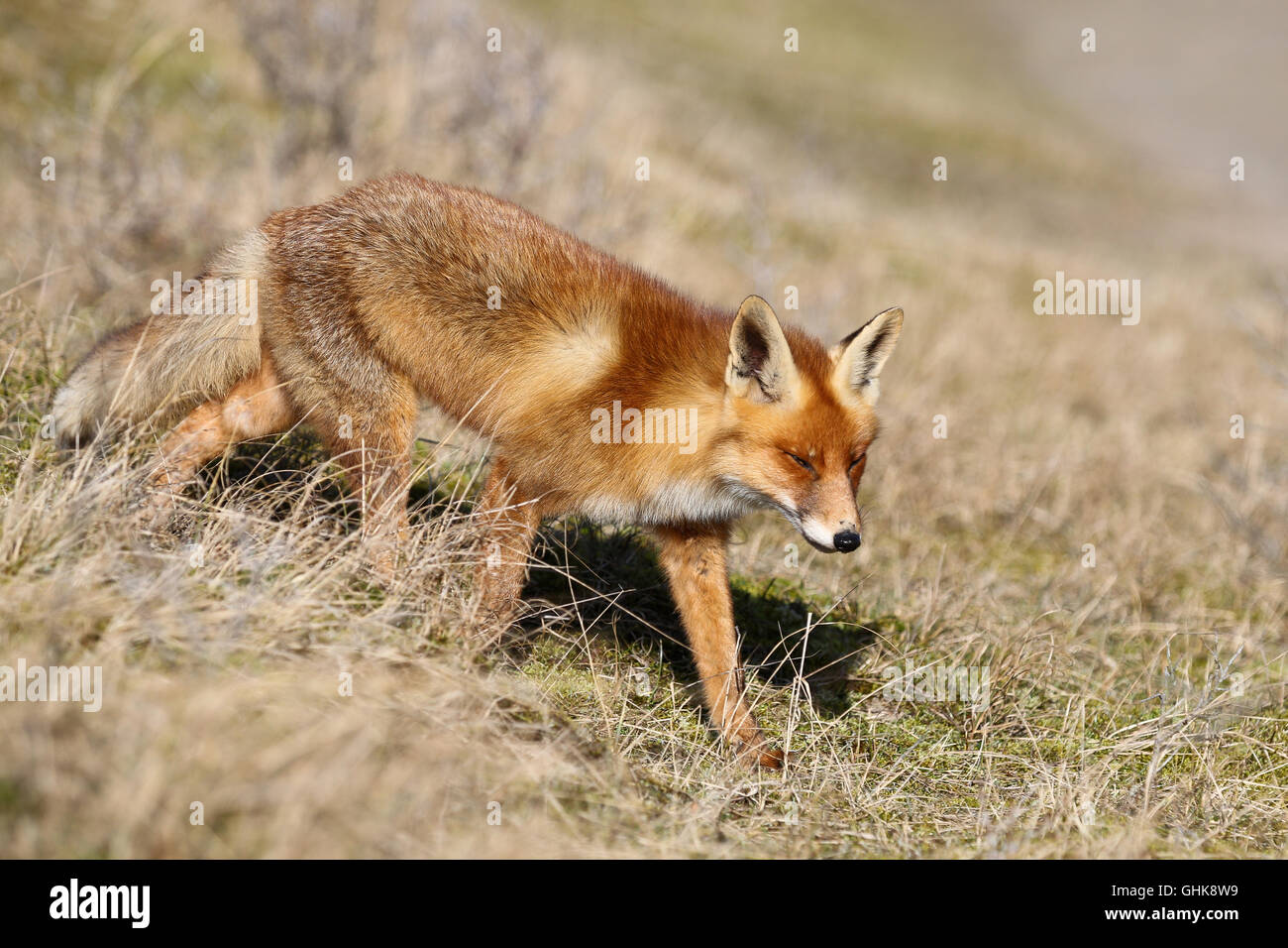 eine wilde Rotfuchs zu Fuß in der Sonne an der Amsterdamse Waterleiding Duinen (AWD) in Vogelenzang, Noord-Holland, Niederlande Stockfoto