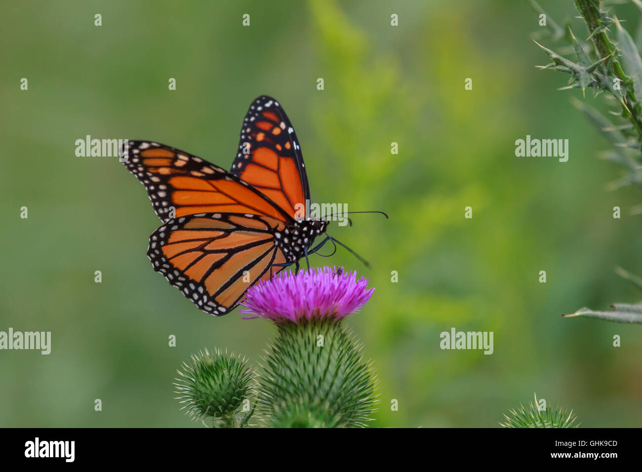 Monarch-Schmetterling landete auf einer Distel Blume Stockfoto