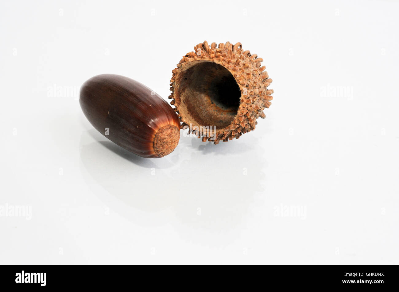 Eiche Eichel auf weißem Hintergrund Stockfoto