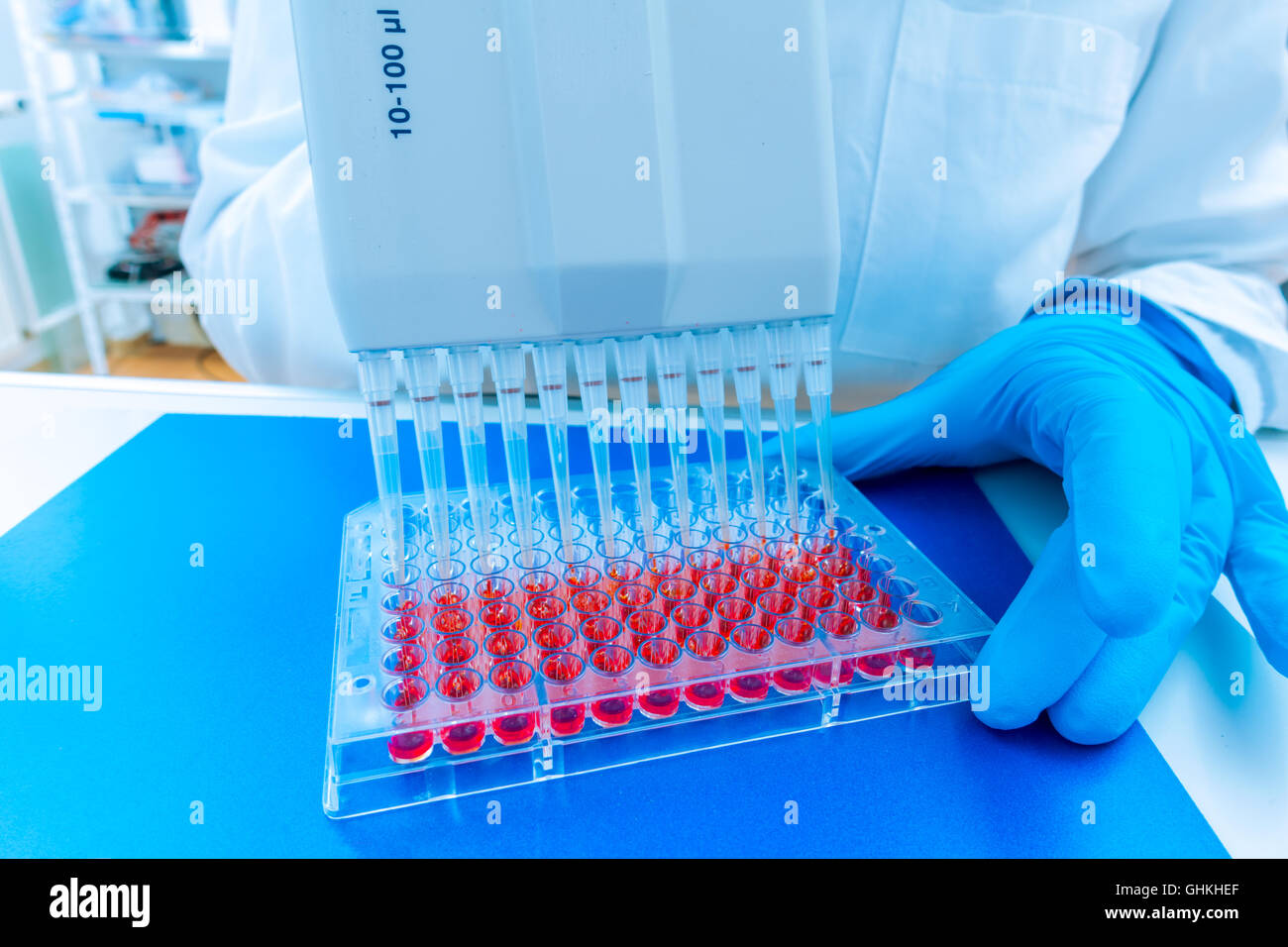 Frau-Assistent im Labor mit Multi-Pipette in der Klinik, die Erforschung von Krebs-Stammzellen Stockfoto