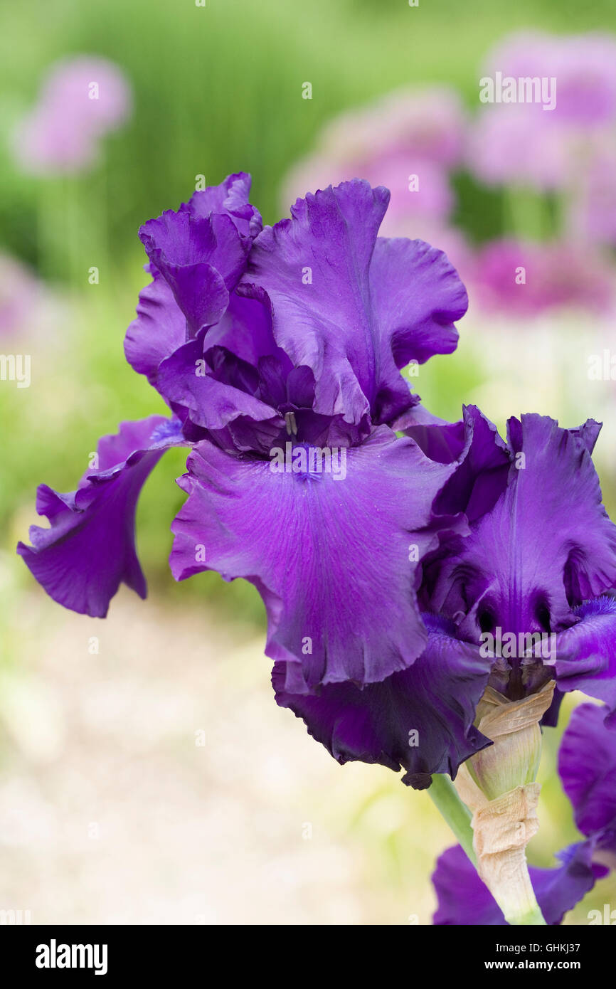Iris 'Titans Glory' wächst in einem englischen Garten. Stockfoto