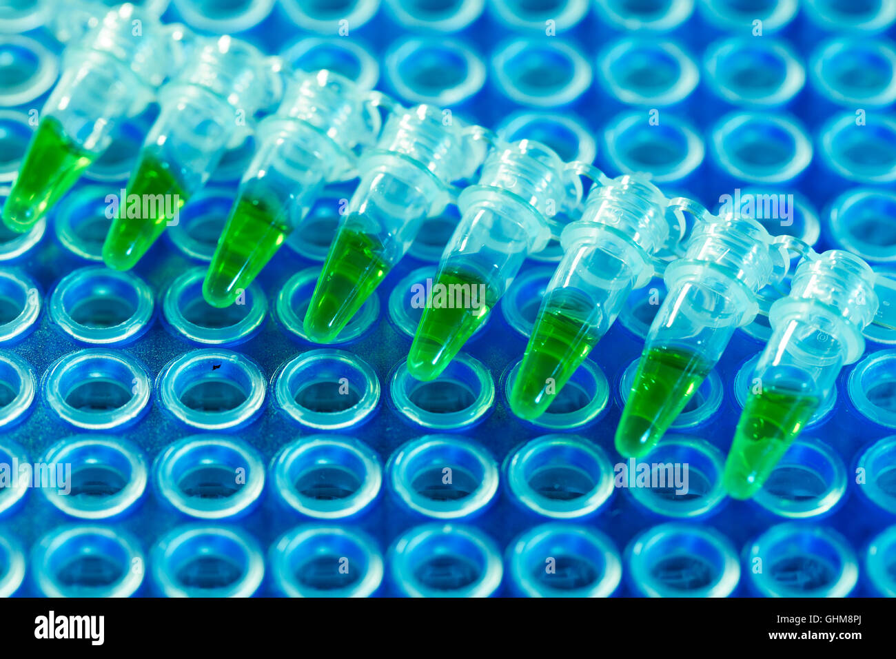 PCR-Analyse DNA-profiling Stockfoto