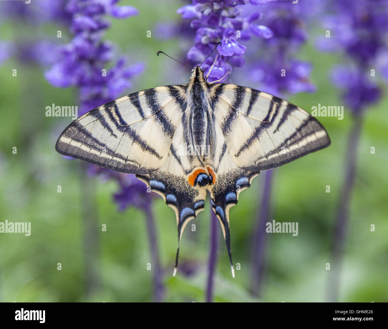 Schmetterling auf Lavendel Stockfoto