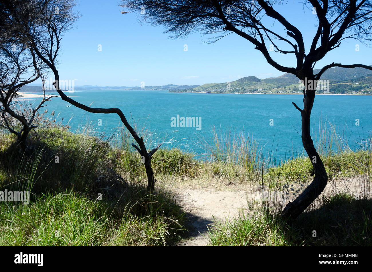 Manuka Bäumen und Blick über Hokianga Harbour, Northland, Nordinsel, Neuseeland Stockfoto