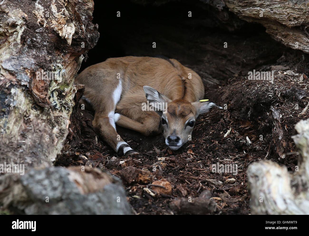 Eines der vor kurzem geboren jackale oder blaue Bull Antilope Zwillinge auf dem Blair Drummond Safari Park in Stirling geboren. Stockfoto Eines der vor kurzem geboren jackale oder blaue Bull Antilope Zwillinge auf dem Blair Drummond Safari Park in Stirling geboren. Stockfoto