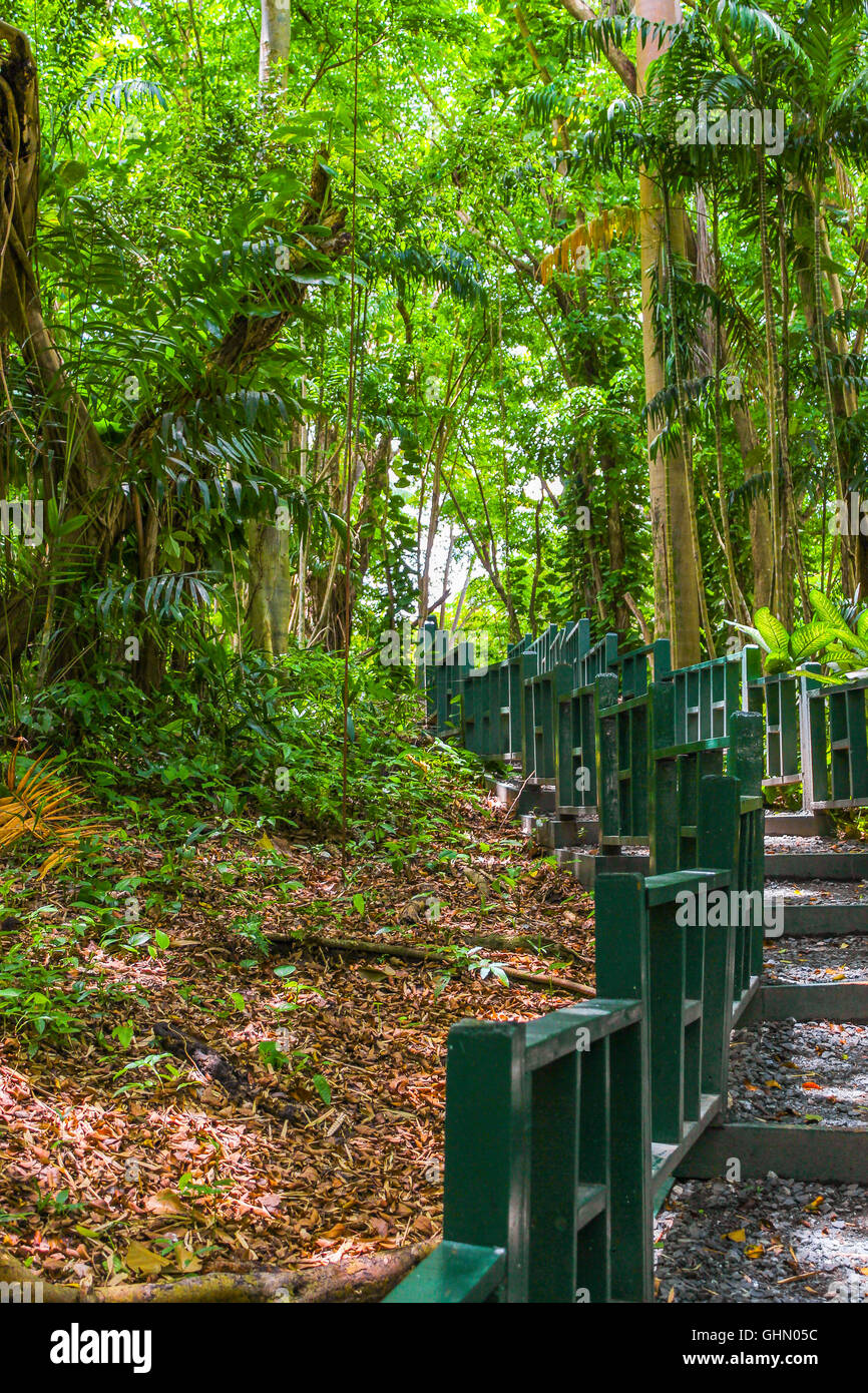 Treppe unter dichten Baumkronen Stockfoto