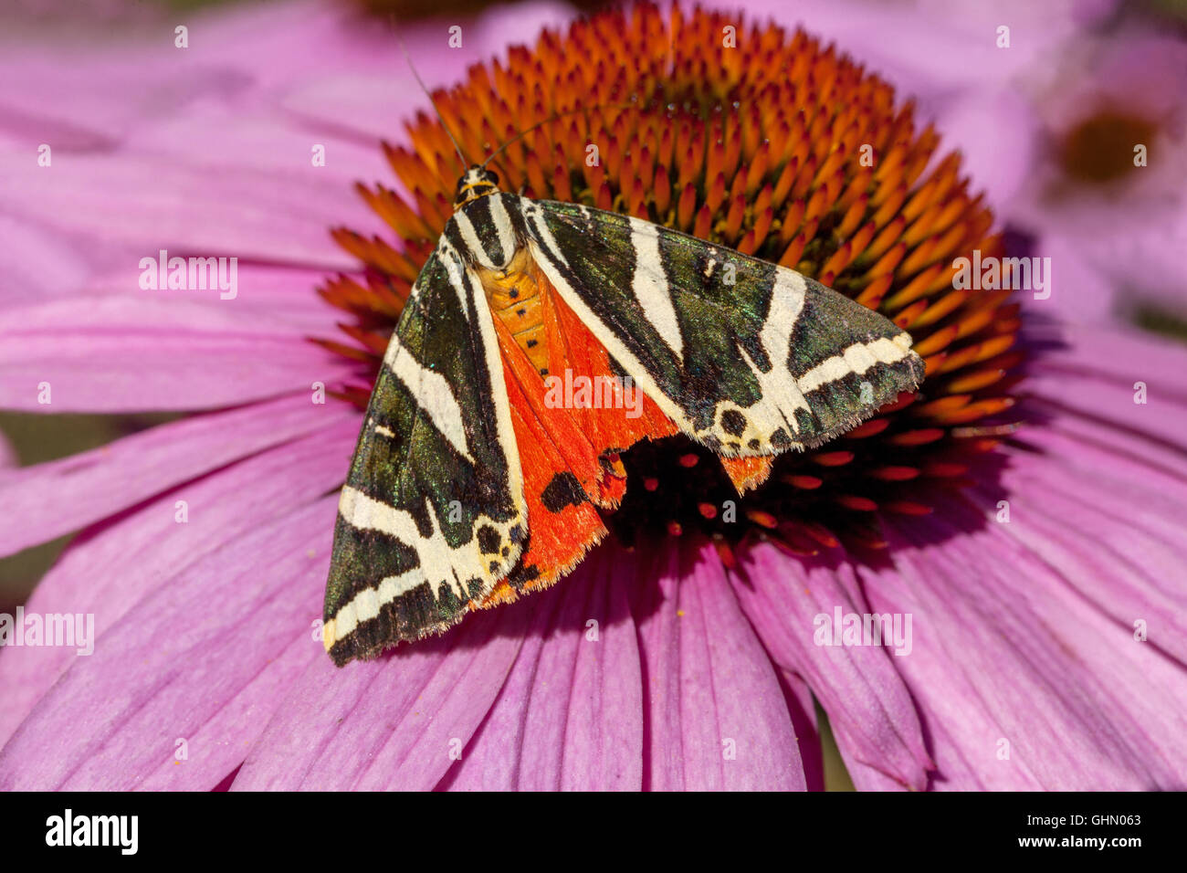 Jersey Tiger Euplagia quadripunctaria Schmetterling auf lila Sonnenblume Echinacea purpurea Stockfoto