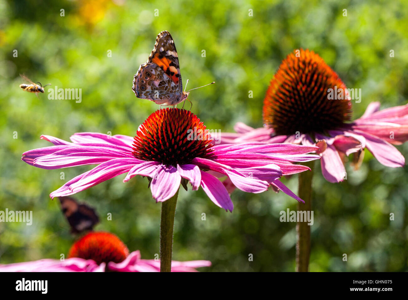 Bemalte Dame Schmetterling Vanessa cardui auf Purple Coneflower Echinacea purpurea Magnus Europäische Honigbiene fliegt zur Blüte Stockfoto