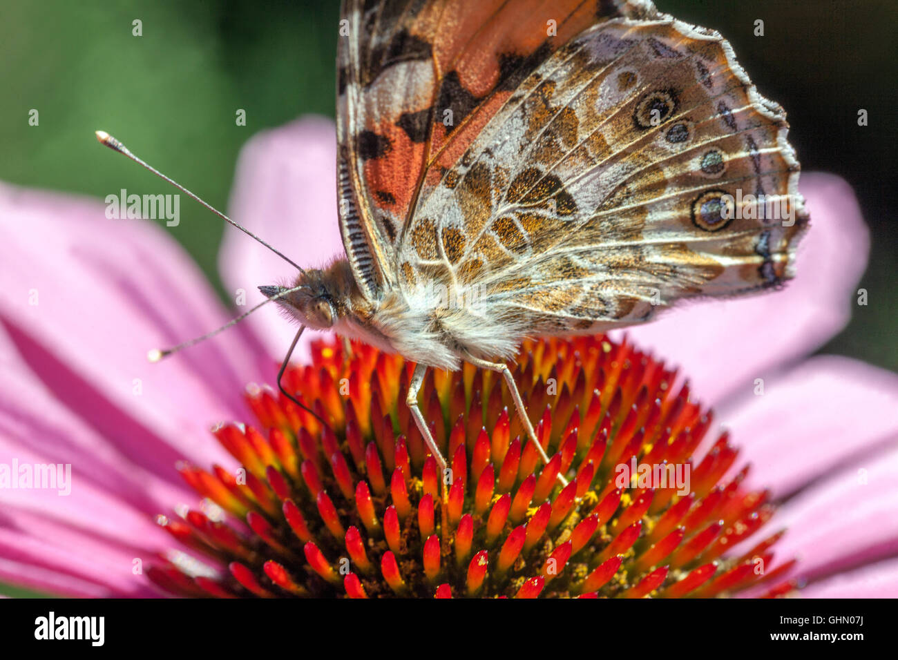 Echinacea Schmetterling auf Blume Nahaufnahme Fütterung Nektar gemalte Dame Schmetterling Vanessa cardui auf Koneflower Stockfoto