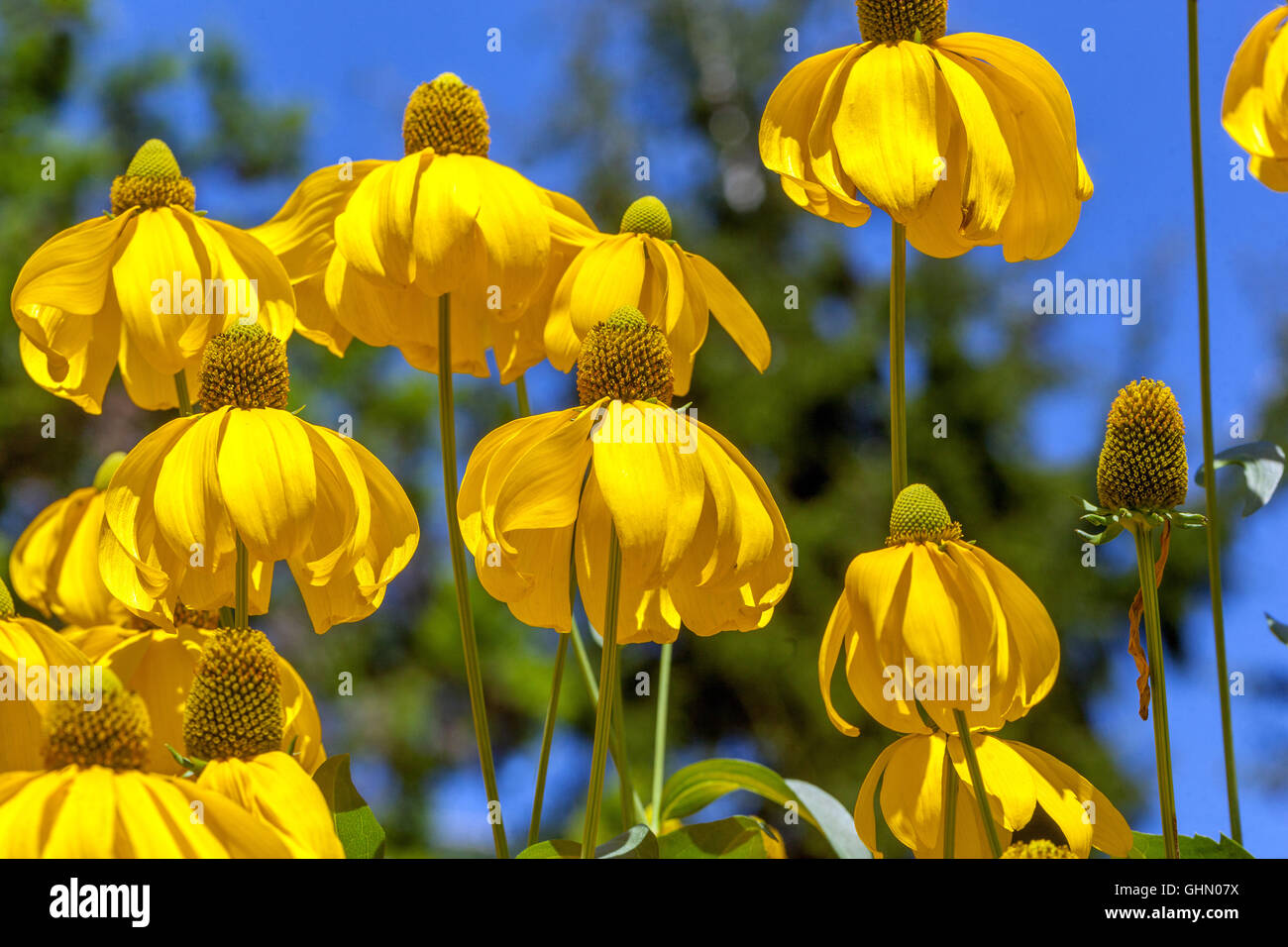 Cutleaf Coneflower Rudbeckia Herbstsonne, Gloriosa Daisy Stockfoto
