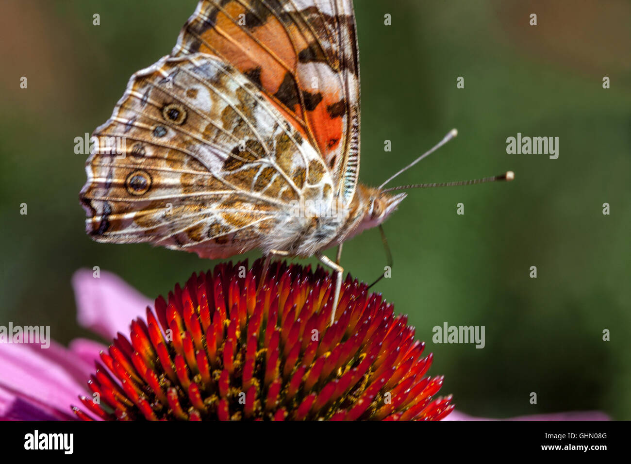 Painted Lady Butterfly on Flower Vanessa cardui Purple Coneflower Echinacea Butterfly Close Up Schmetterling auf Echinacea purpurea blühender Blütenkegel Stockfoto