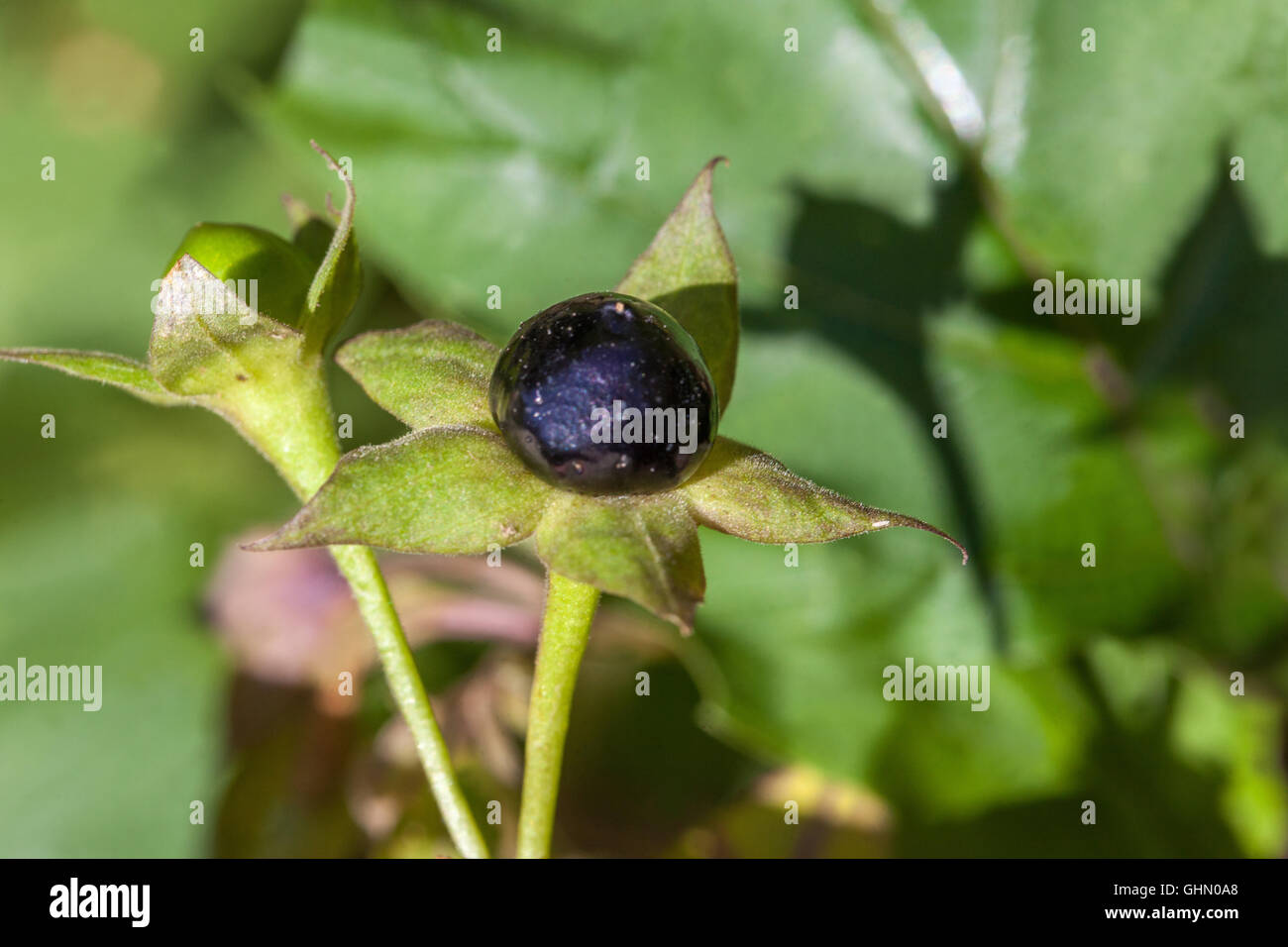 Tollkirsche, Atropa Belladonna giftige und gefährliche Pflanze Stockfoto