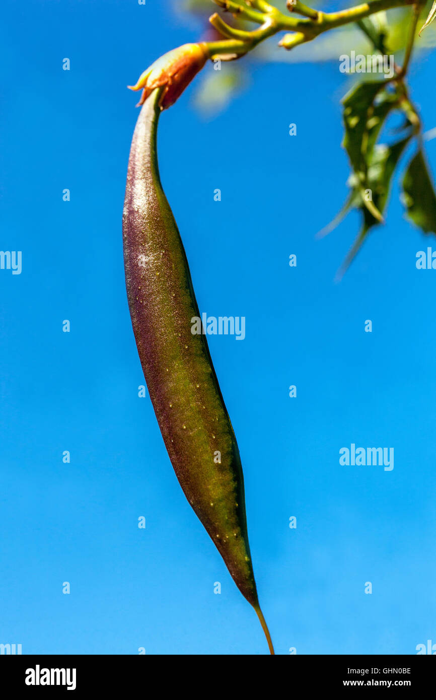 Seed pod der Trompete Weinstock, Campsis radicans Stockfoto