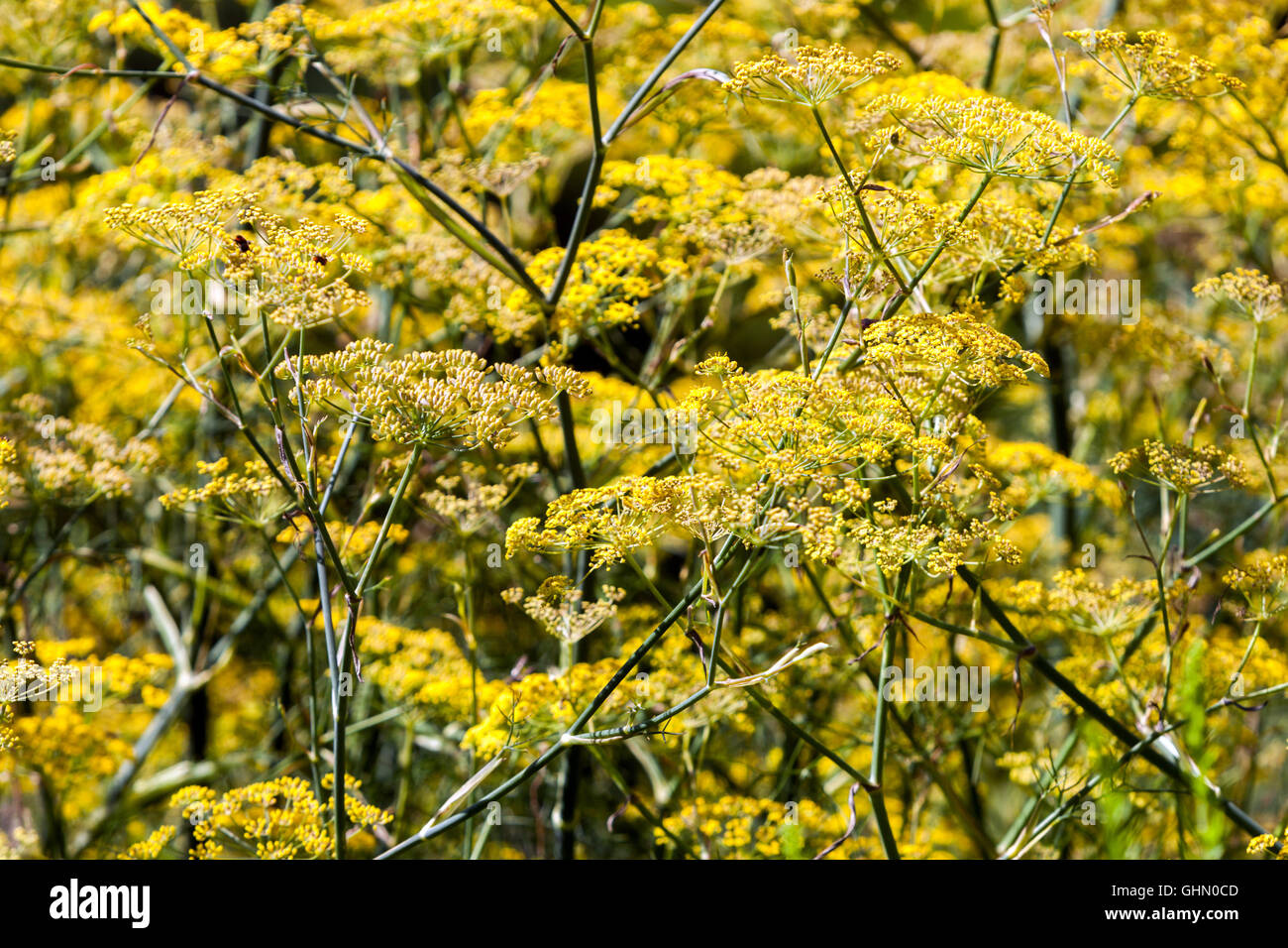 Foeniculum Vulgare 'Purpureum'. Lila Fenchel, gelbe Blüten Stockfoto