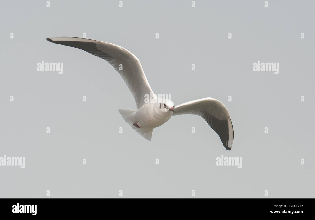 Black-Headed Gull Chroicocephalus Ridibundus Bulgarien Stockfoto