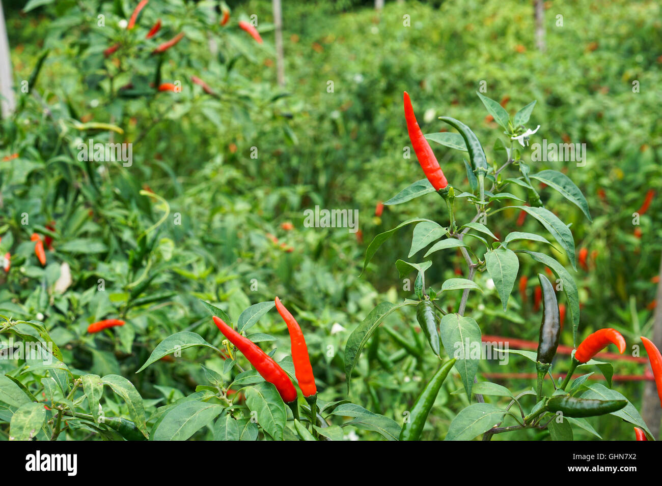 Bird Eye Chili Feld mit reifer Früchte rot Stockfoto