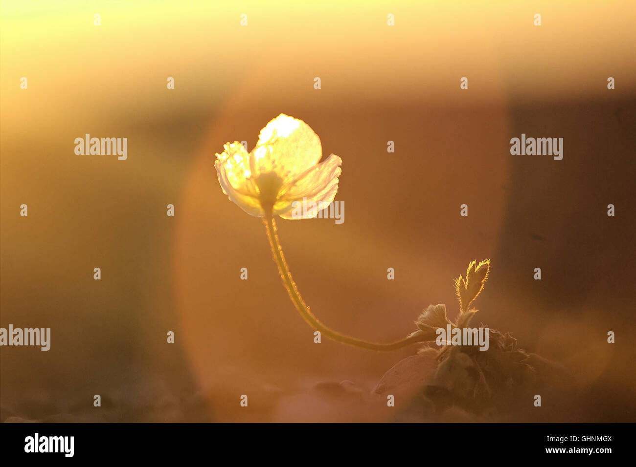 Arktische Mohn mit gelben Blütenblättern fotografiert Hintergrundbeleuchtung. Arktische Wüste Nowaja Semlja-Archipel Stockfoto