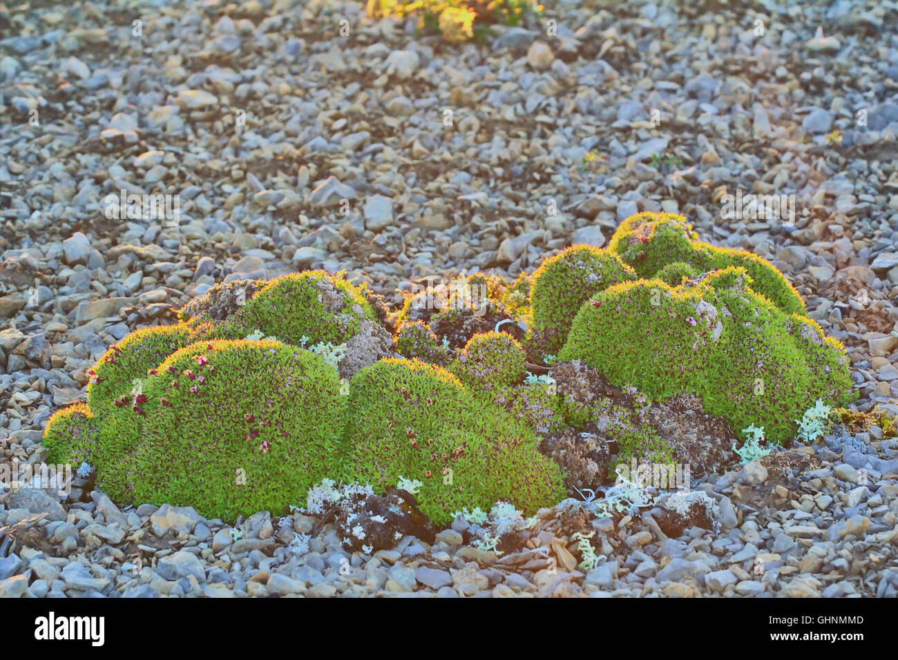 Grünes Kissen (Klumpen) von Moss Campomar, Getreide, Liverworts Moose, Hahnenfußgewächse in polare Wüste. Nowaja Semlja-Archipel Stockfoto