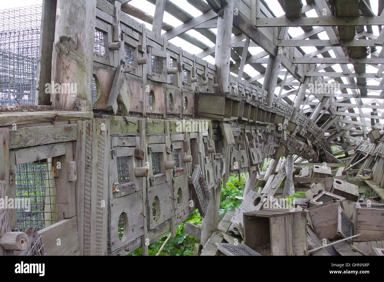 Krise der Pelzindustrie. Verlassenen Bauernhof in wachsenden Nerz. Ruinen der Holzkonstruktion. Stockfoto