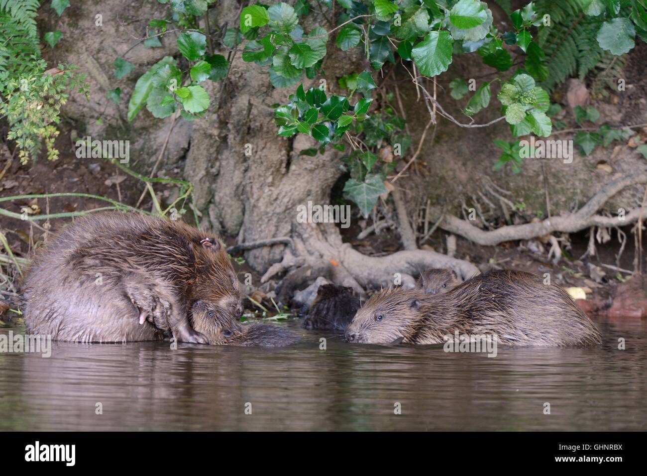 Eurasische Biber (Castor Fiber) paar mit drei ihrer fünf Kits auf den Fischotter, Devon, UK, Juli. Stockfoto