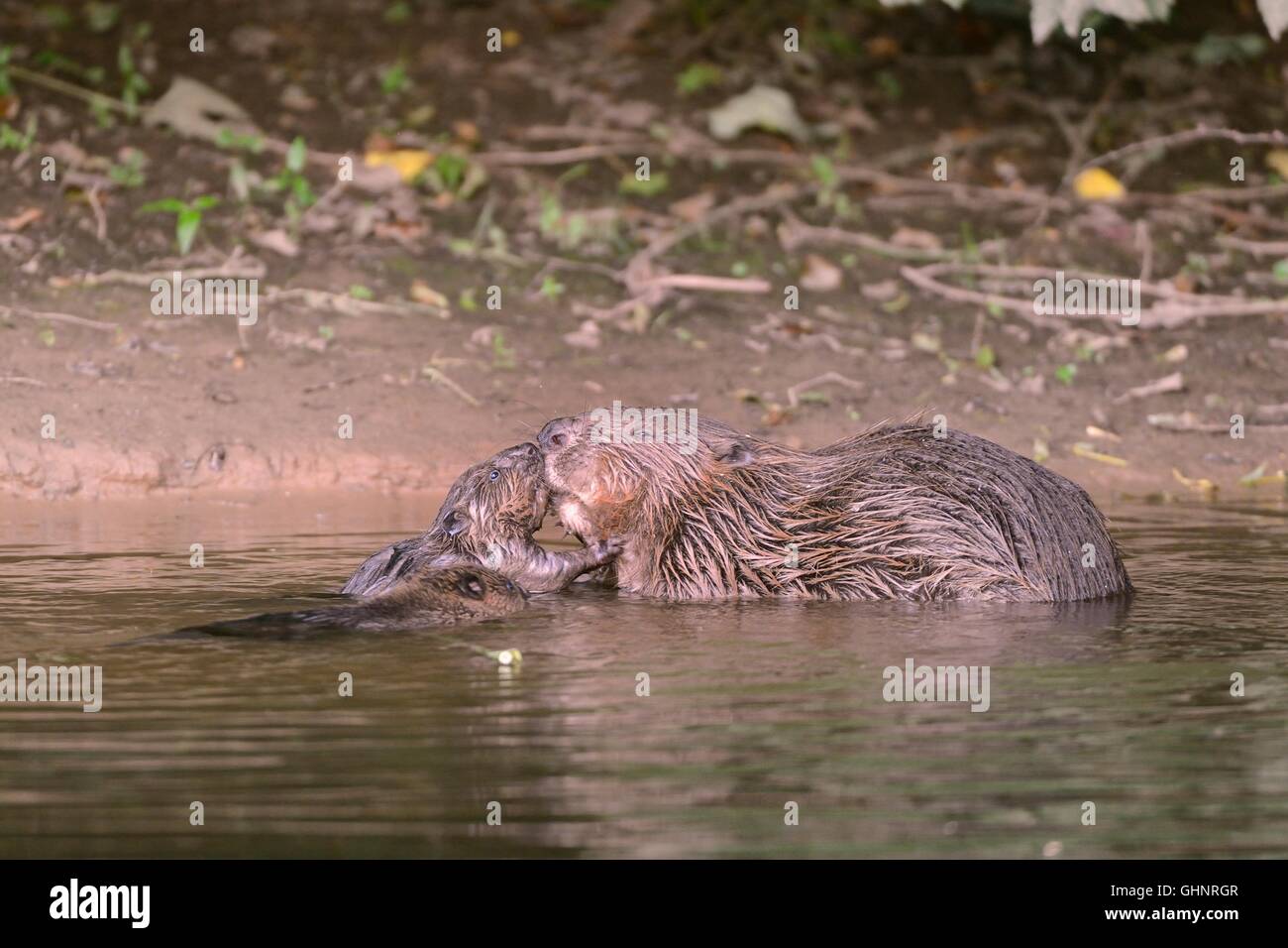 Eurasische Biber (Castor Fiber) Mutter Gruß eine Kit Nase an Nase als ein weiteres schwimmt Ihr am Fischotter, Devon, UK, Juli. Stockfoto