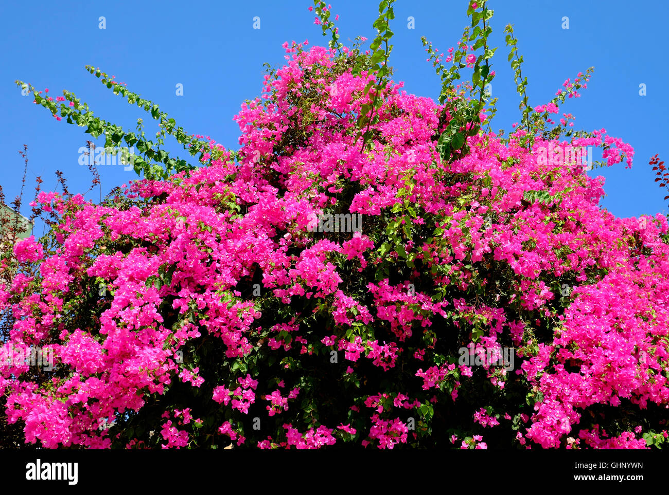 Rosa Bougainvillea Blumen gegen blauen Himmel Stockfoto