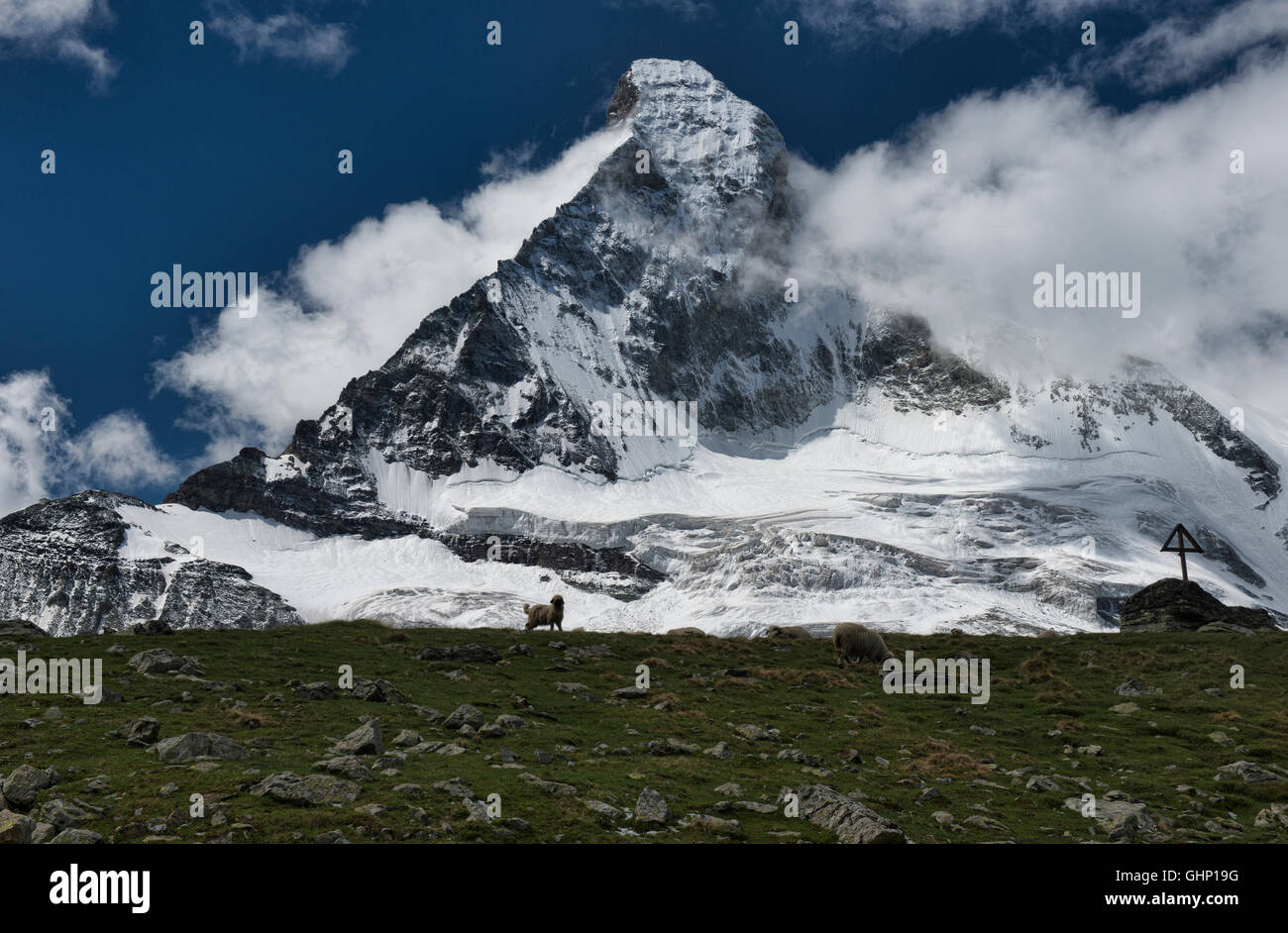 Valais Blacknose Schafe fronting das Matterhorn, Zermatt, Schweiz Stockfoto