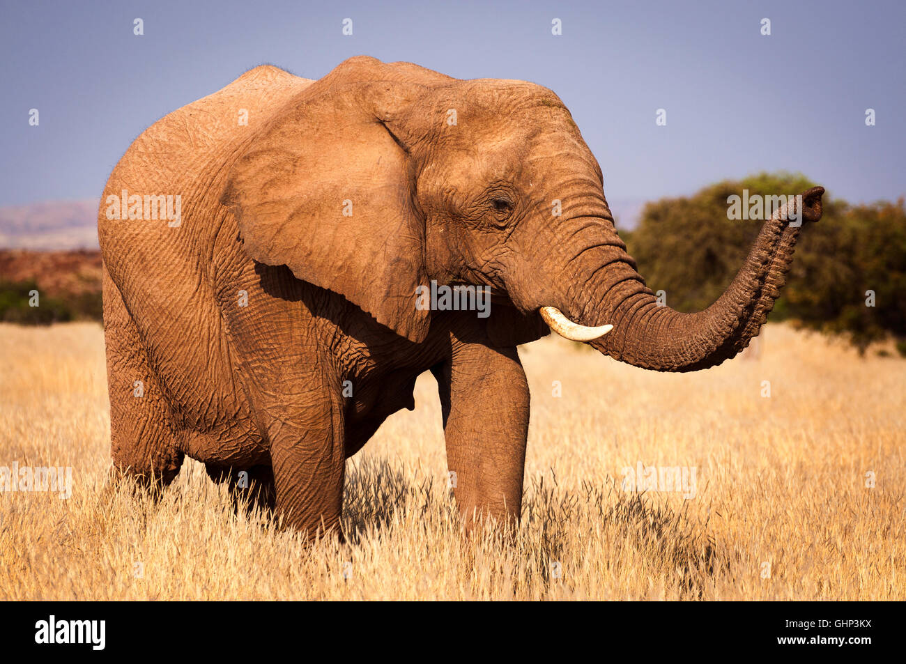 Elefanten in der Savanne, in Namibia, Afrika, Konzept für das Reisen in Afrika und Safari Stockfoto