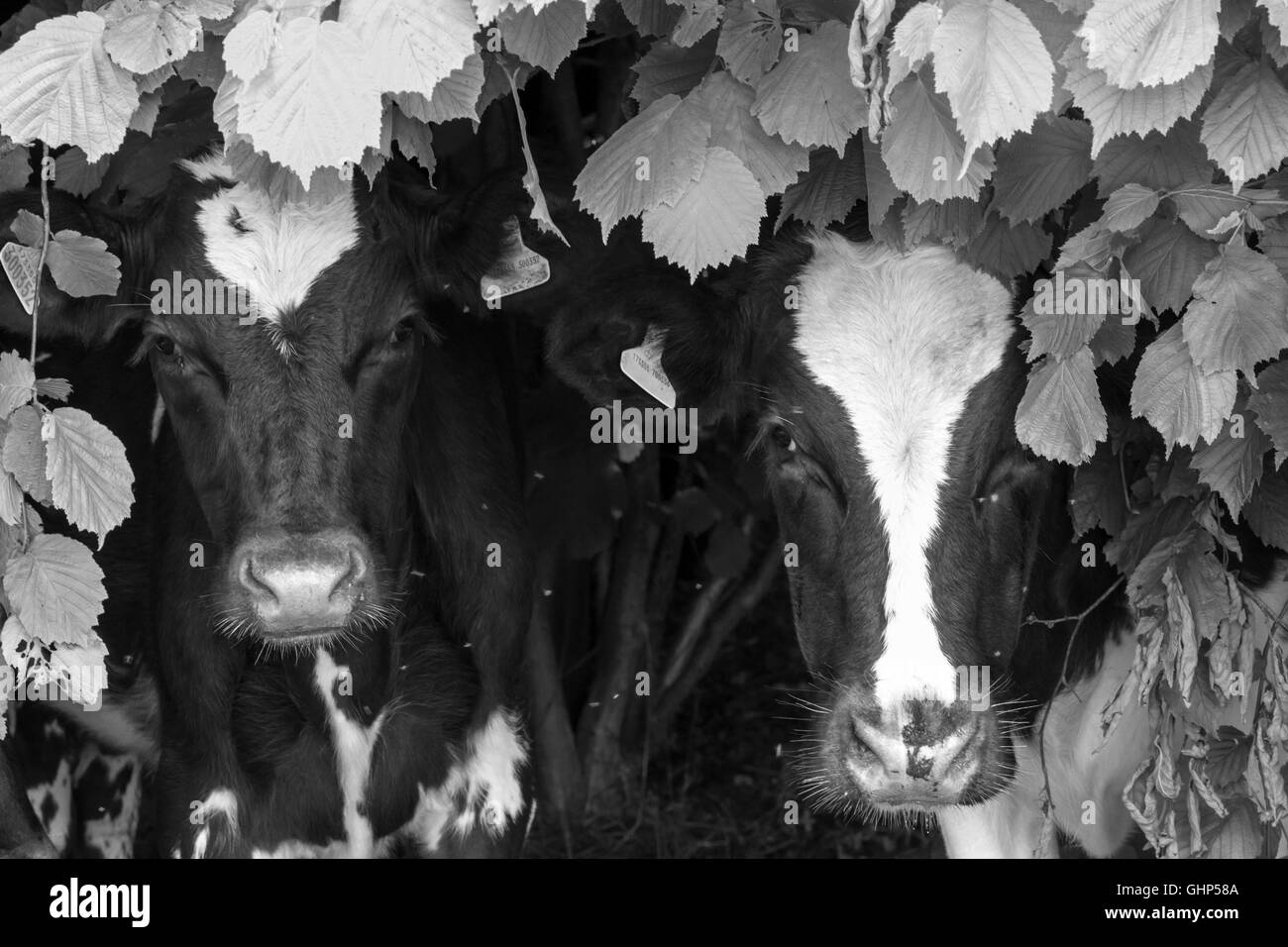 Kühe, die peeping durch die Hecke Stockfoto