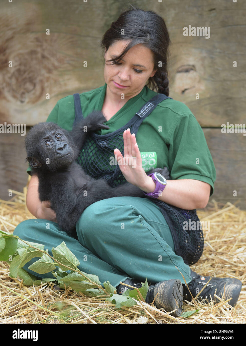 Afia der sechs Monate alte westliche Tieflandgorilla, der am 12. Februar 2016 von einer Kaiserschnitt-Notaufnahme geboren wurde, spielt mit der Hüterin Joanne Rudd auf Gorilla Island im Zoo von Bristol, als Teil der Bereicherung und des Lernens des Baby-Gorilla. Stockfoto