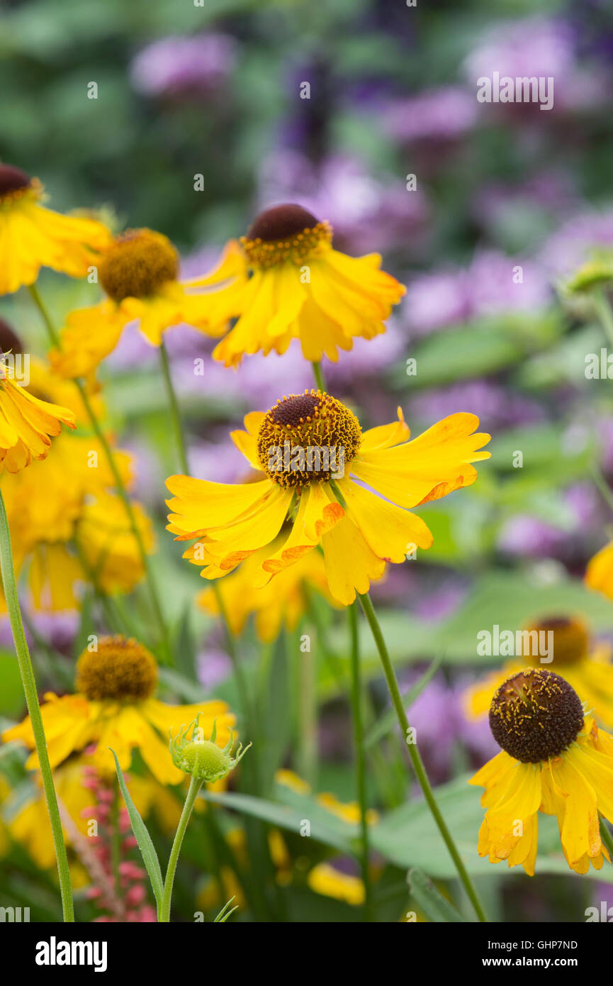 Helenium "Fata Morgana". Sneezeweed Blume Stockfoto