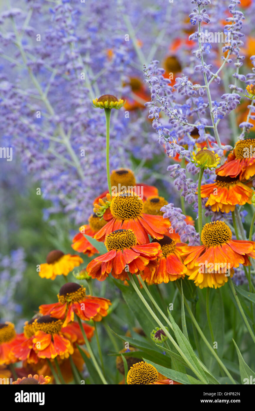 Helenium Sahin frühen Blumen. Sneezeweed Blumen unter russischer Salbei Stockfoto