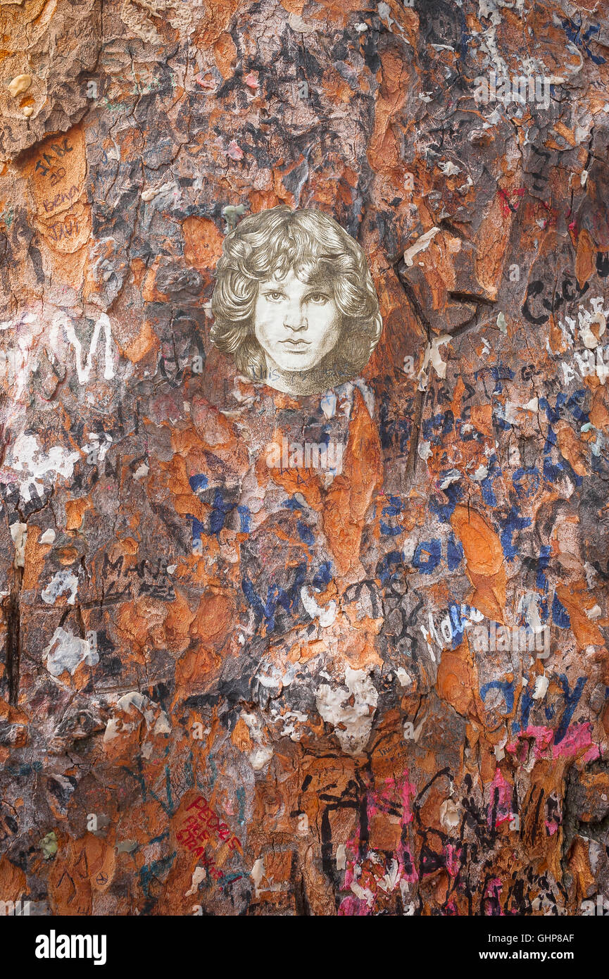 Paris Jim Morrison Baumbild, Detail der Rinde eines Baumes Graffiti bedeckt, neben Jim Morrison das Grab in der Friedhof Pere Lachaise in Paris Frankreich Stockfoto