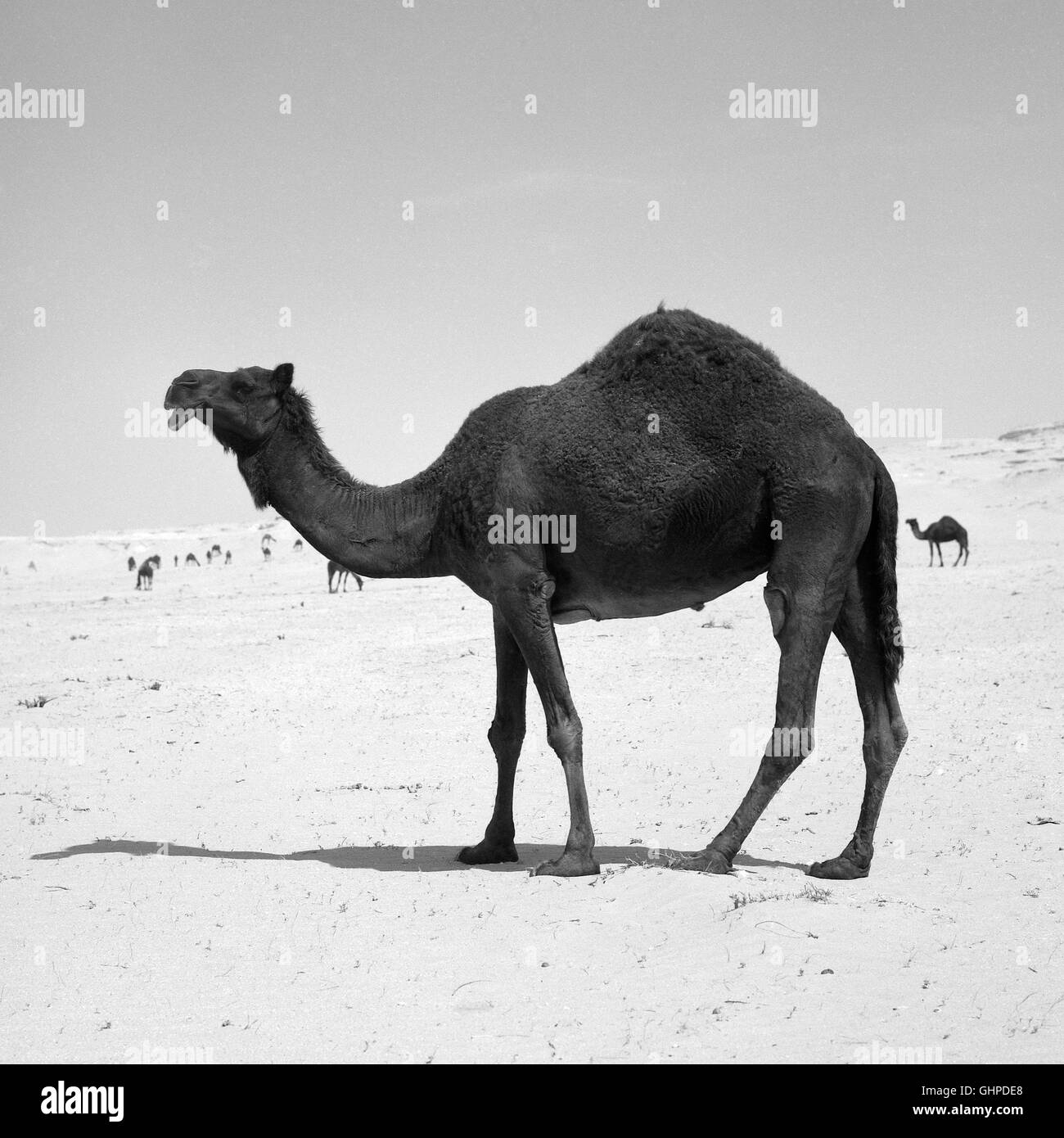 Eine schwarze Kamel in der Wüste Süd-Katar, in Arabien Stockfoto