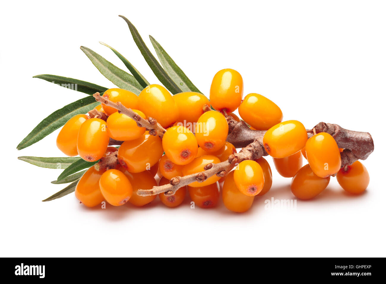 Zweig der Sanddorn-Beeren mit Blättern. Schneidepfade, Schatten getrennt, unendlichen Schärfentiefe. Design-Elemente Stockfoto