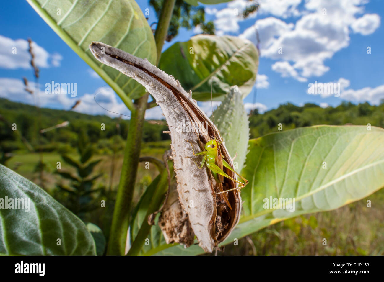 Eine weibliche kurzen Flügeln Wiese Grashuepfer (Conocephalus Brevipennis) hockt in einem gemeinsamen Seidenpflanze Samenkapsel. Stockfoto