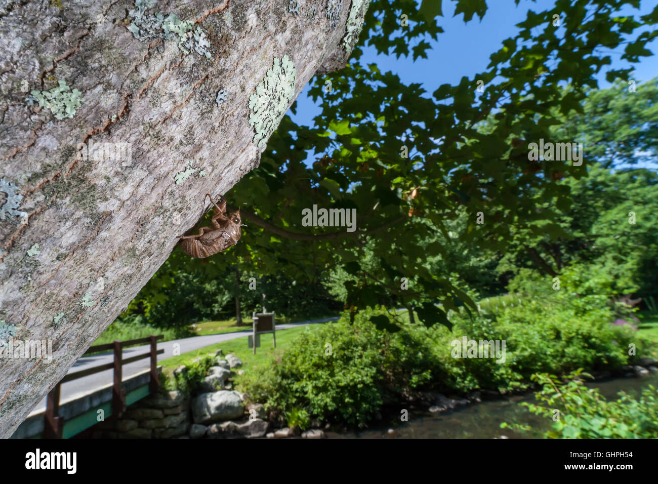 Eine molted Haut (Exuvia) von einer Zikade klammert sich an einem Baum an einem Bach in einem lokalen Park. Stockfoto