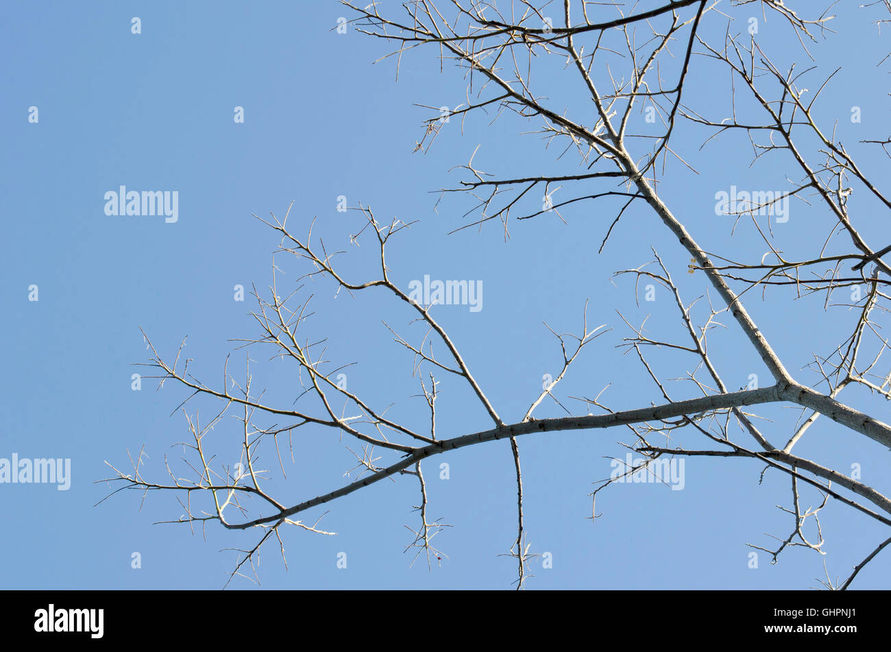 Baum-Äste, blauer Himmel, herrlicher Sonnenschein am Morgen. Stockfoto