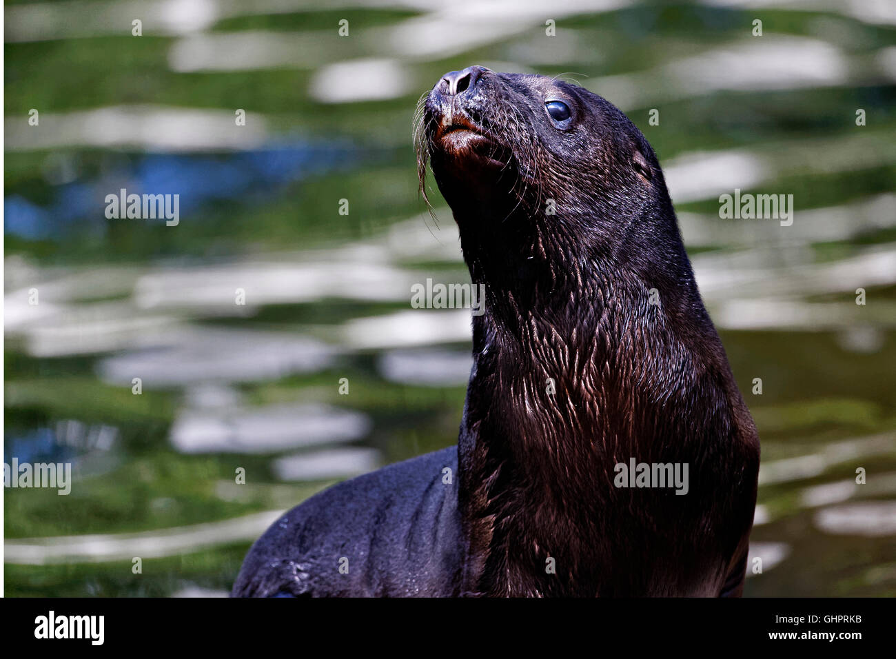 Porträt der jungen südamerikanischer Seelöwe (Otaria Flavescens) Stockfoto