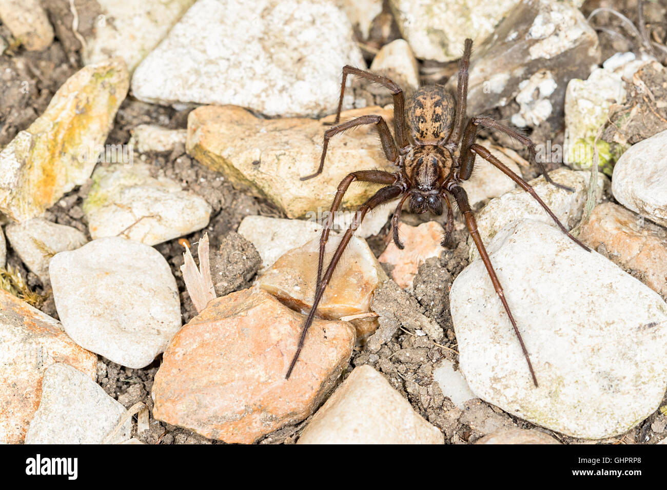 Nahaufnahme des britischen House Spider (Tegenaria Duellica). Makro im Freien auf Steinen getroffen Stockfoto