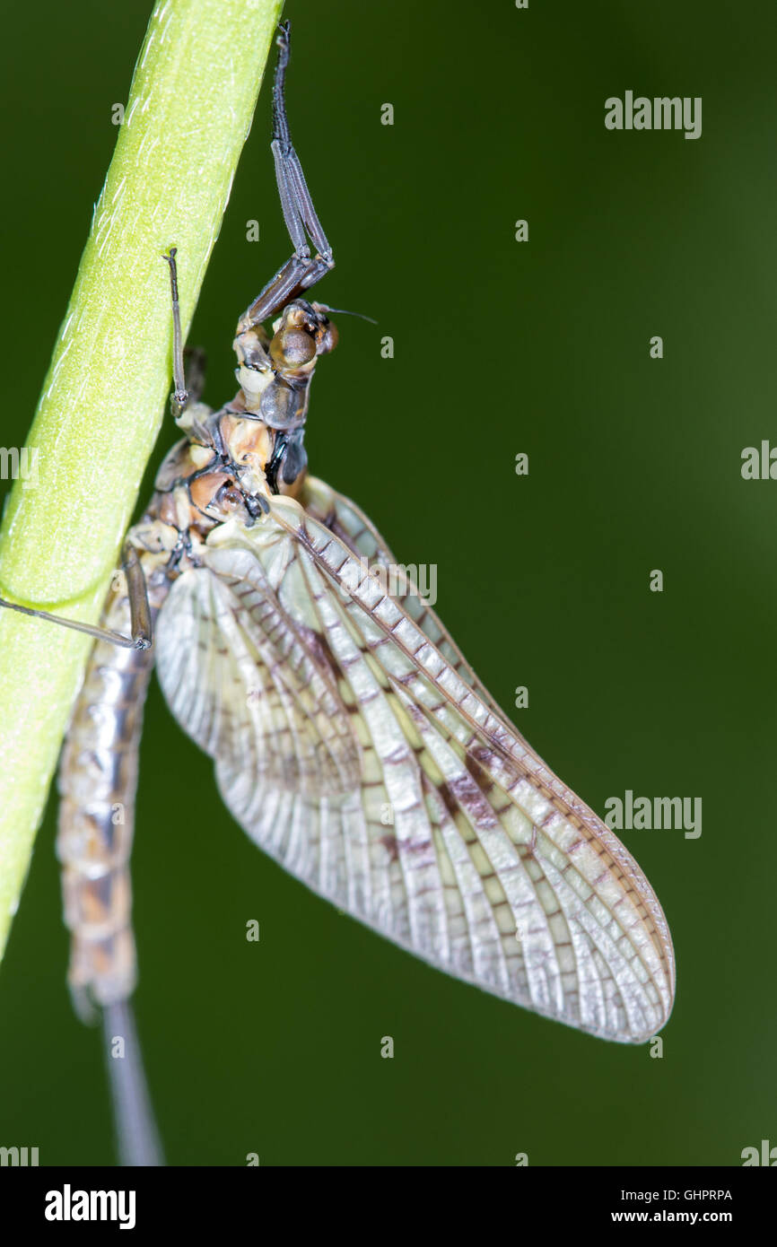 Makro einer Eintagsfliege oder Shadfly festhalten an einem Stiel an einem sonnigen Frühlingstag Stockfoto