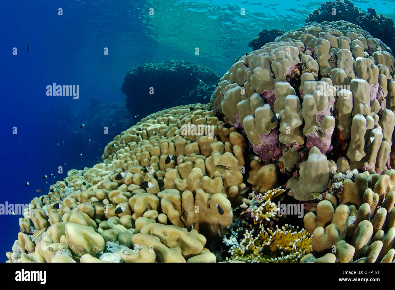 Porites SP., Welle mit Hardcoral, Stony Coral, Rotes Meer, Ägypten, Afrika Stockfoto
