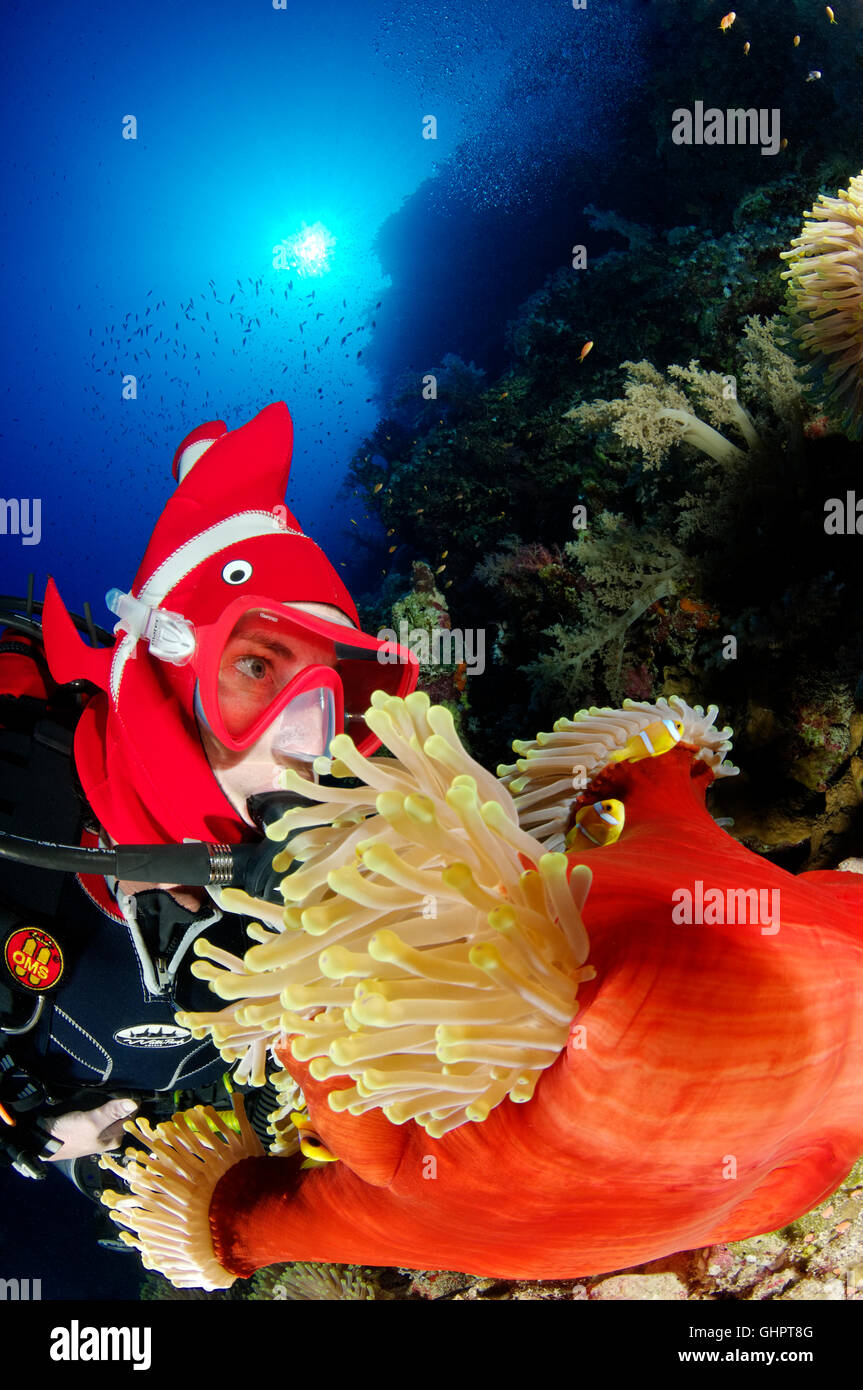 Amphiprion Bicinctus Heteractis Magnifica, roten Meer oder zwei gebändert Anemonenfische oder Clownfische und Scuba Diver, Rotes Meer, Ägypten Stockfoto